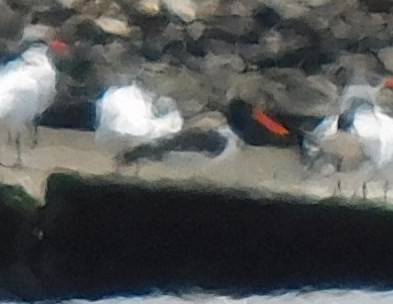 Braunmantel-Austernfischer - ML615973955