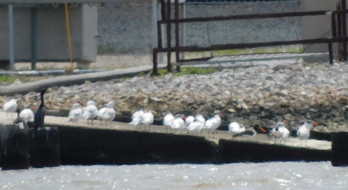 American Oystercatcher - ML615973957