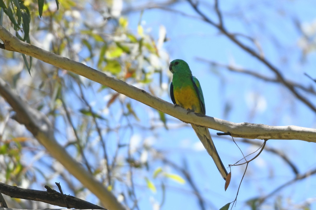 Red-rumped Parrot - ML615973973