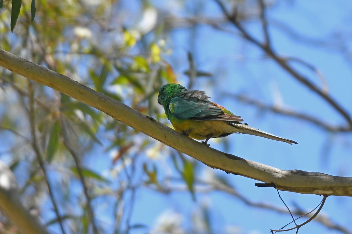 Red-rumped Parrot - ML615973974