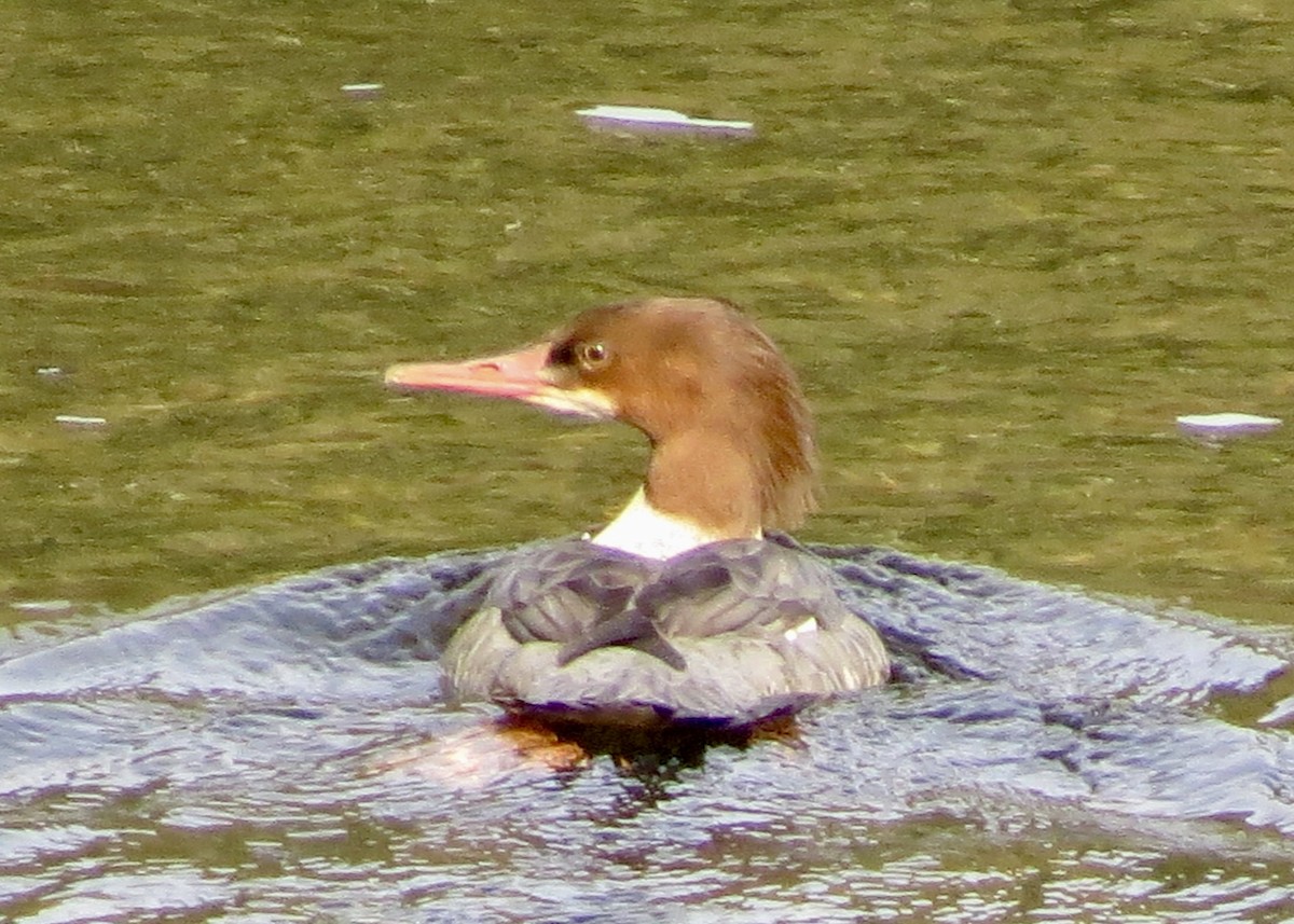 Common Merganser - ML615974011