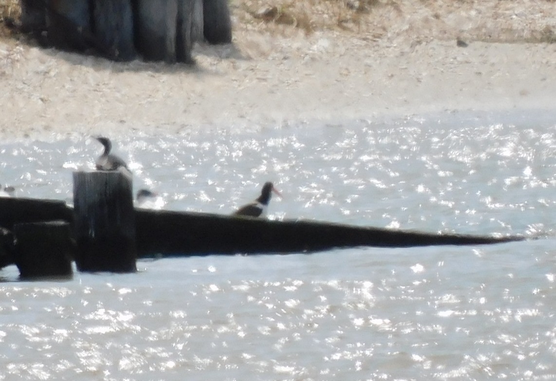 American Oystercatcher - ML615974025