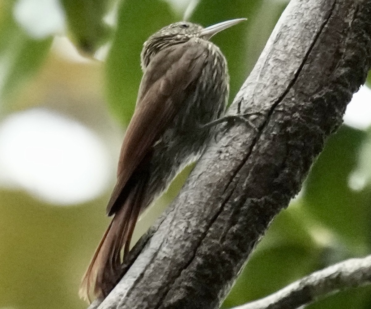 Guianan Woodcreeper - ML615974063