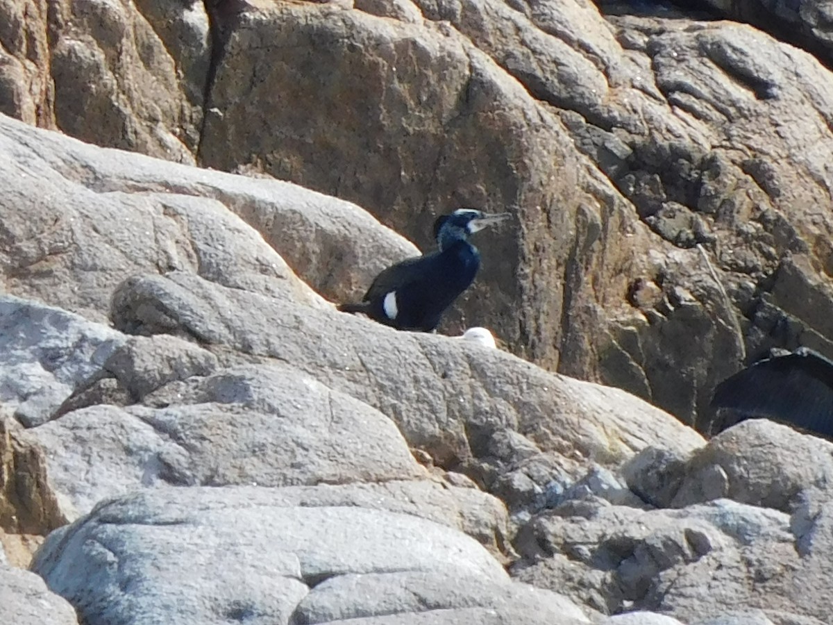 Great Cormorant - ML615974083