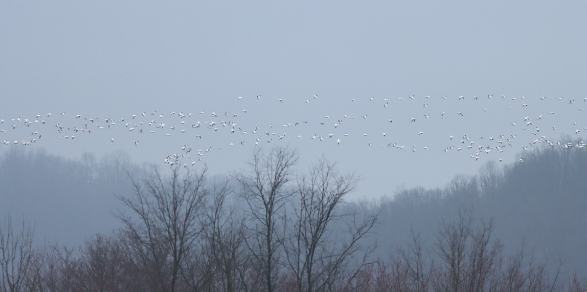 Snow Goose - Eric M. Hall