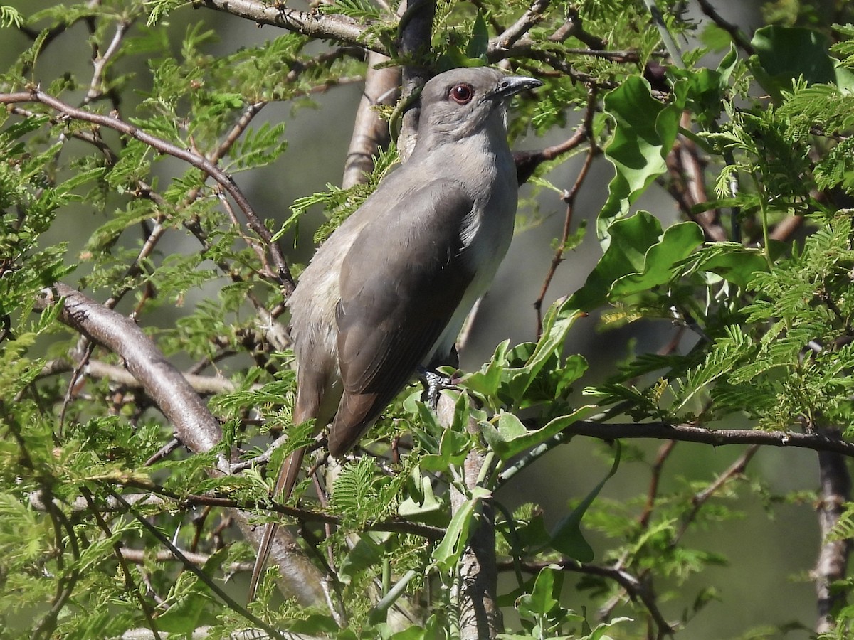 Ash-colored Cuckoo - Claire Christensen