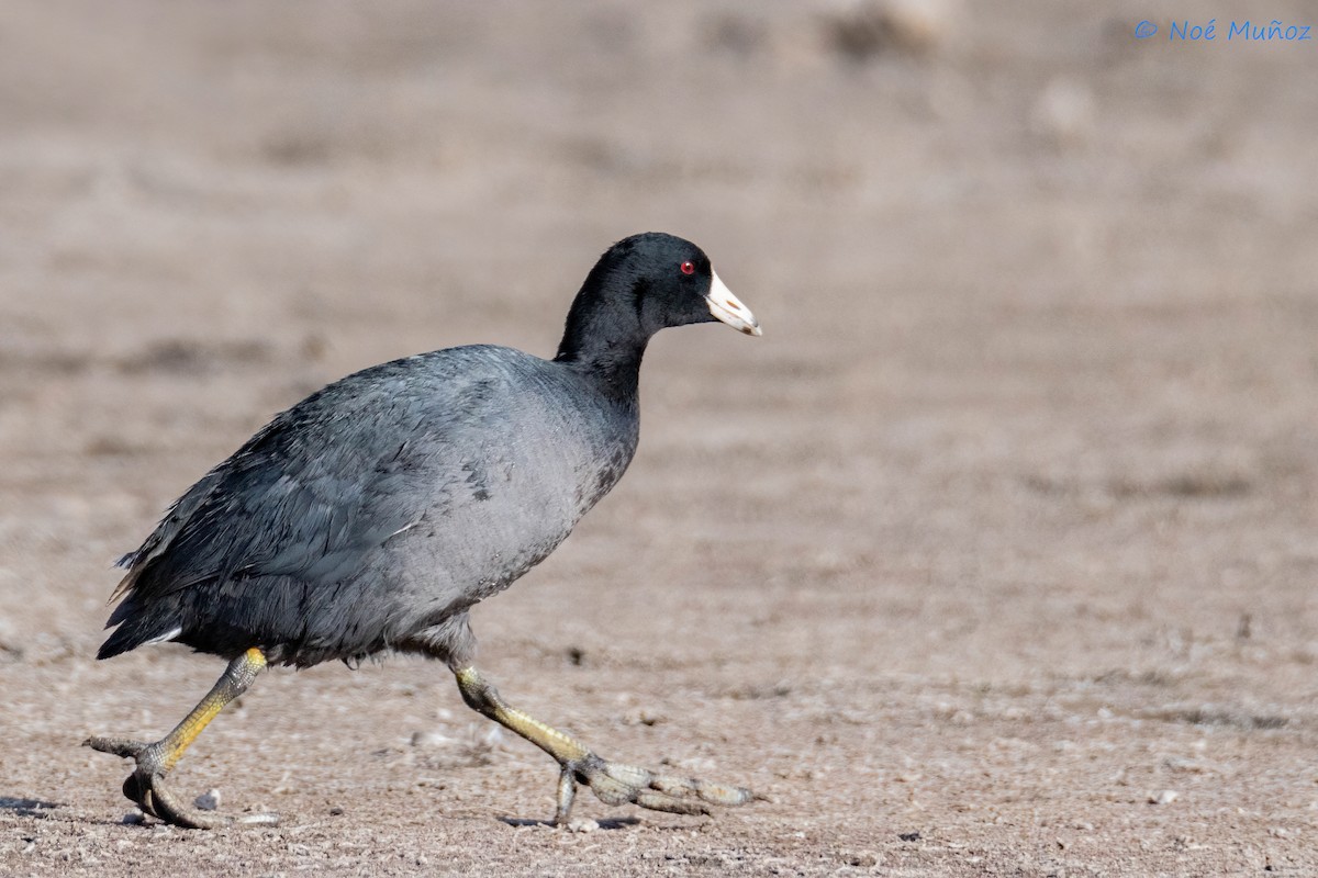 American Coot - Noé Muñoz-Padilla