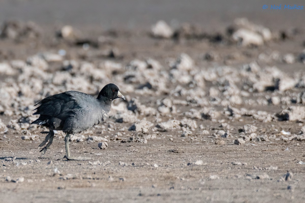 American Coot - Noé Muñoz-Padilla