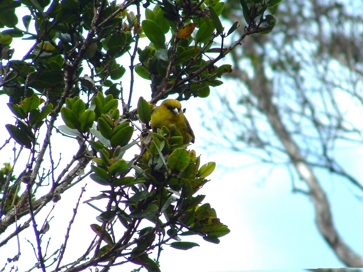 Akepa de Kauai - ML615974194