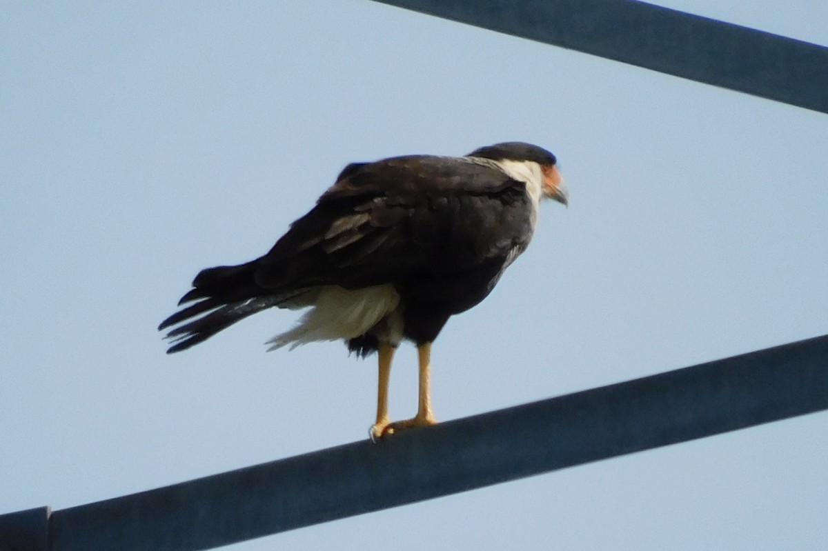 Crested Caracara - ML615974199