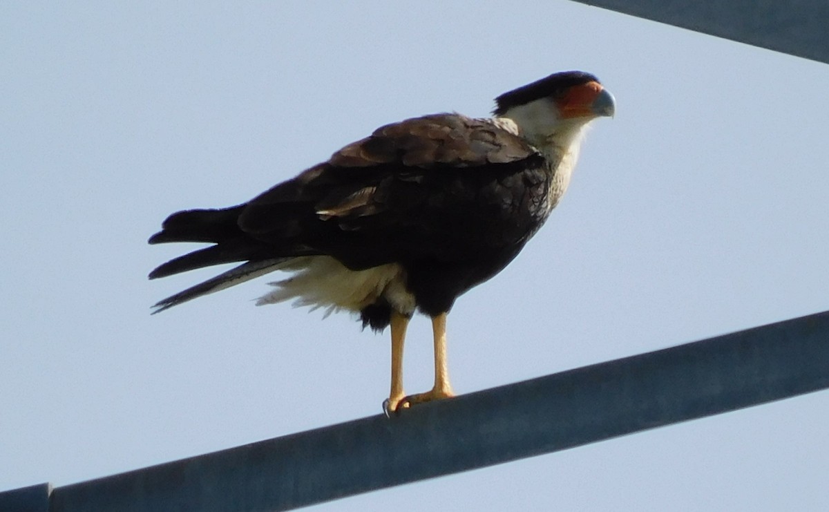 Crested Caracara - ML615974208