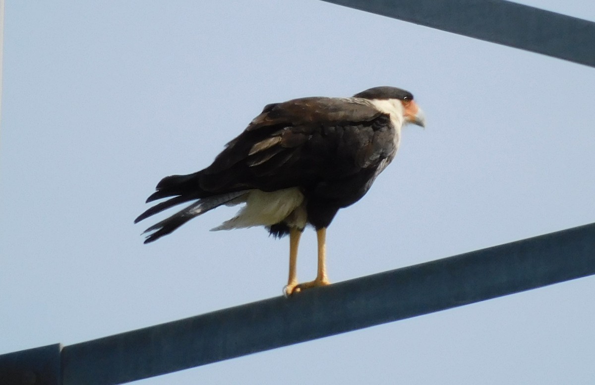 Crested Caracara - ML615974209