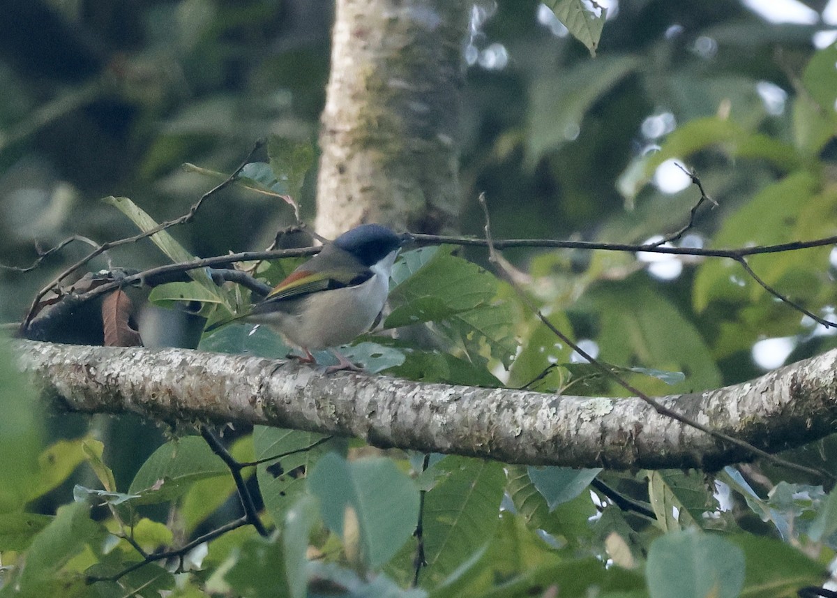 White-browed Shrike-Babbler (Himalayan) - Nikhil Kumaranayagam