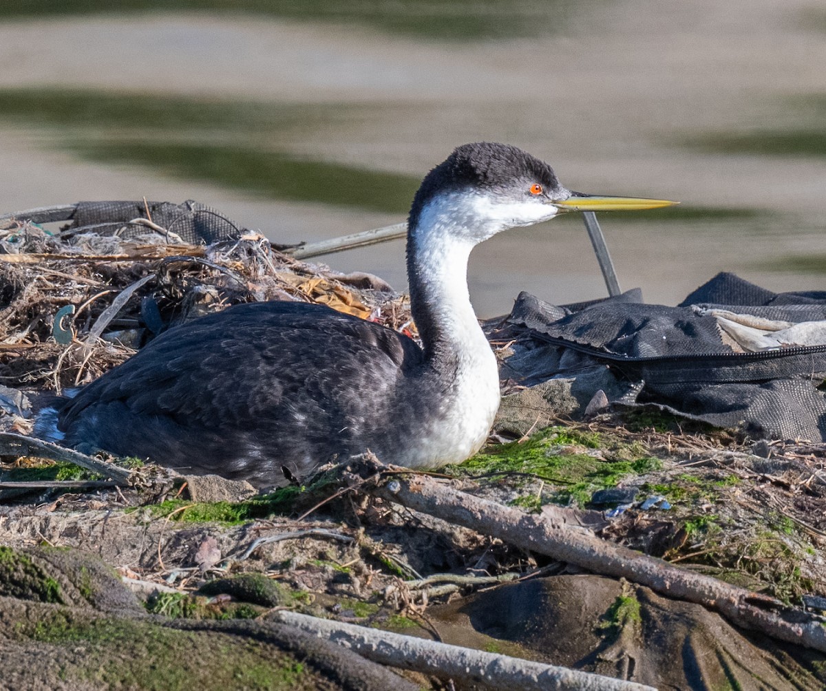 Western Grebe - ML615974288