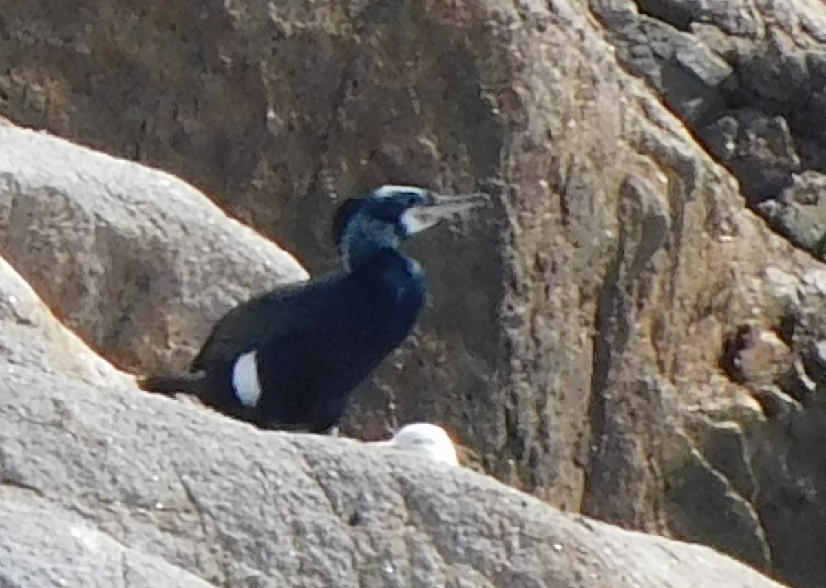 Great Cormorant - ML615974302