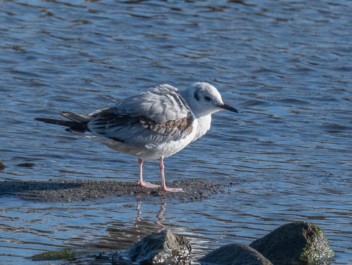 Bonaparte's Gull - Annie Flower