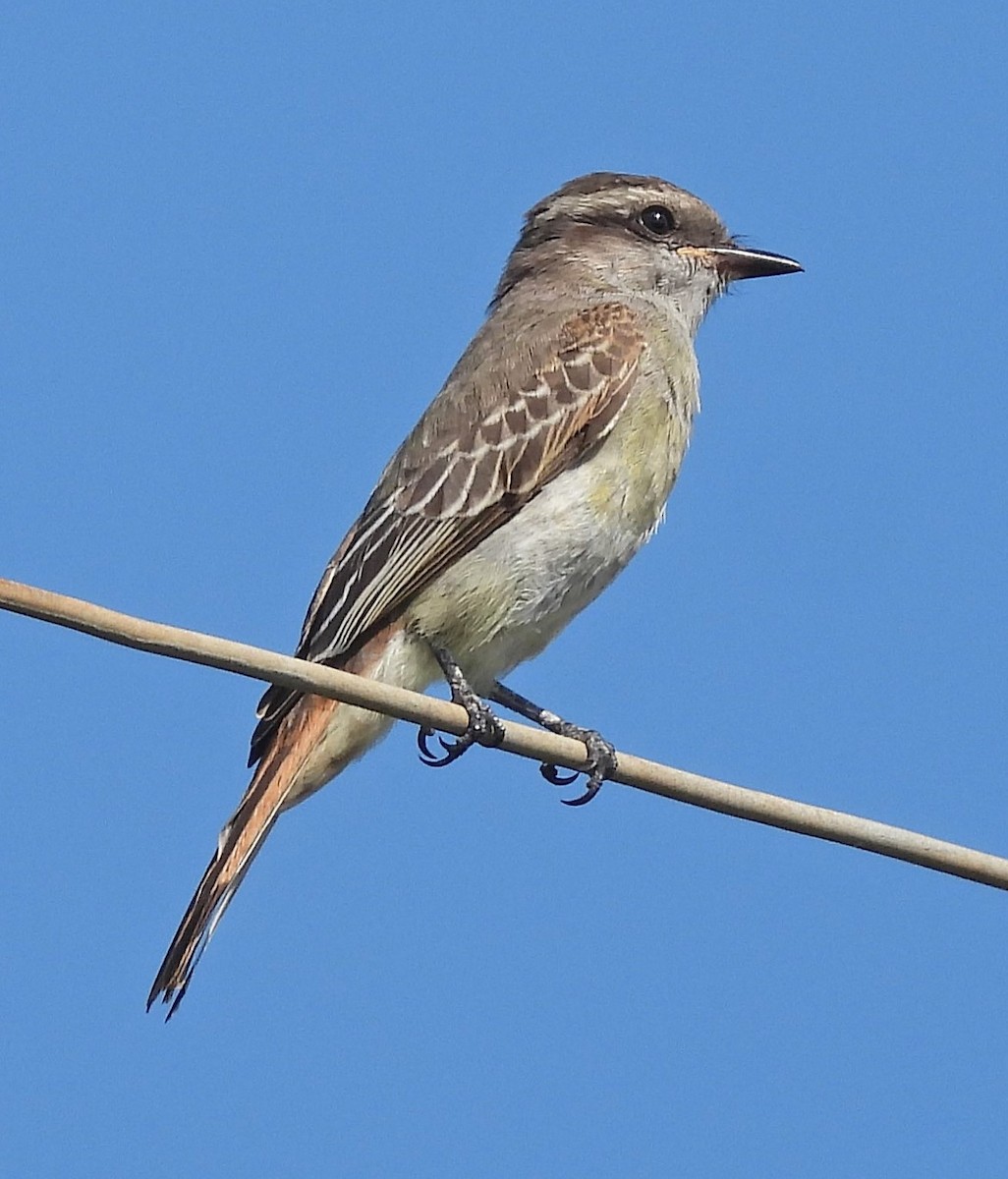 Crowned Slaty Flycatcher - ML615974376