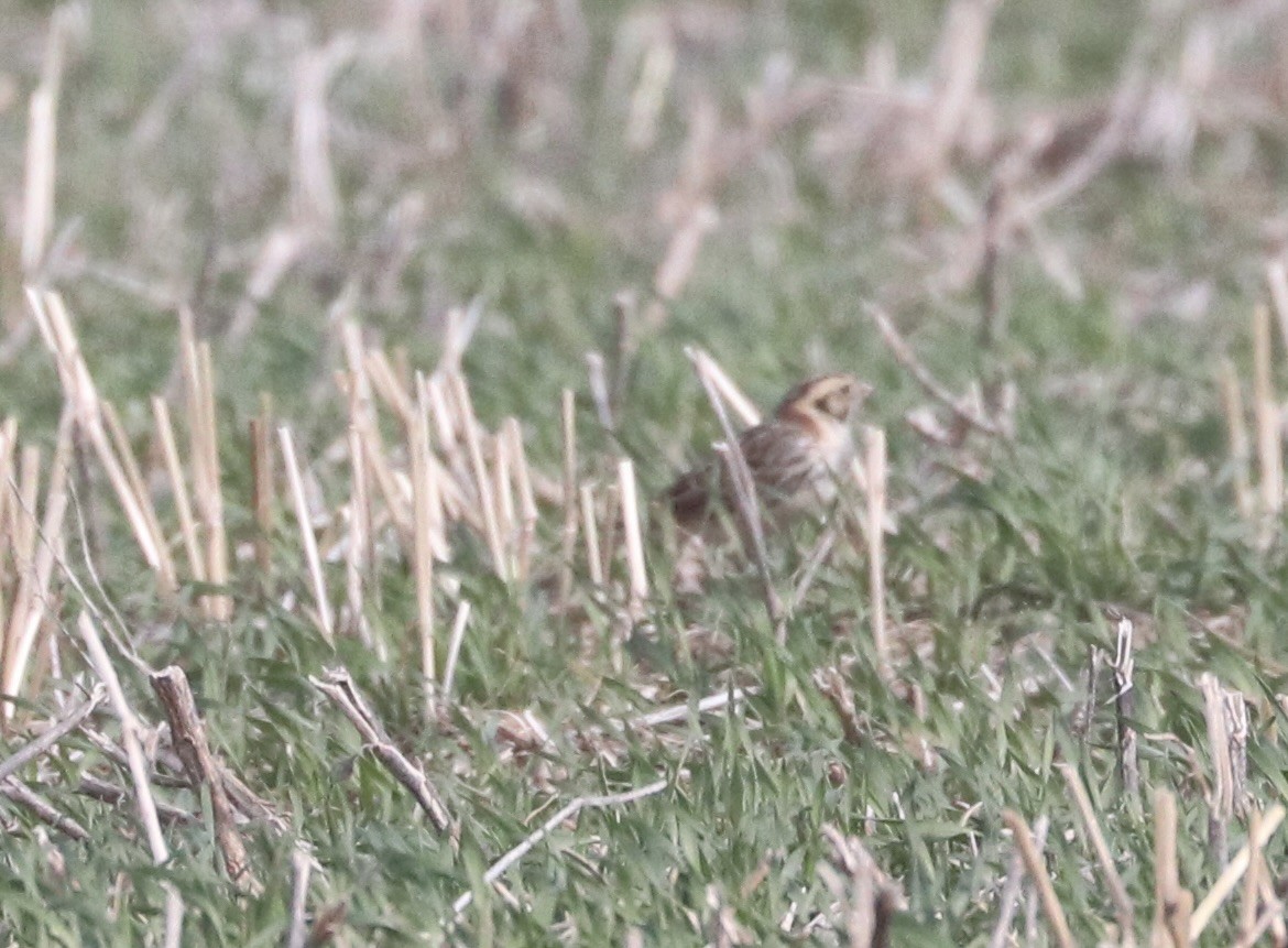 Lapland Longspur - ML615974411