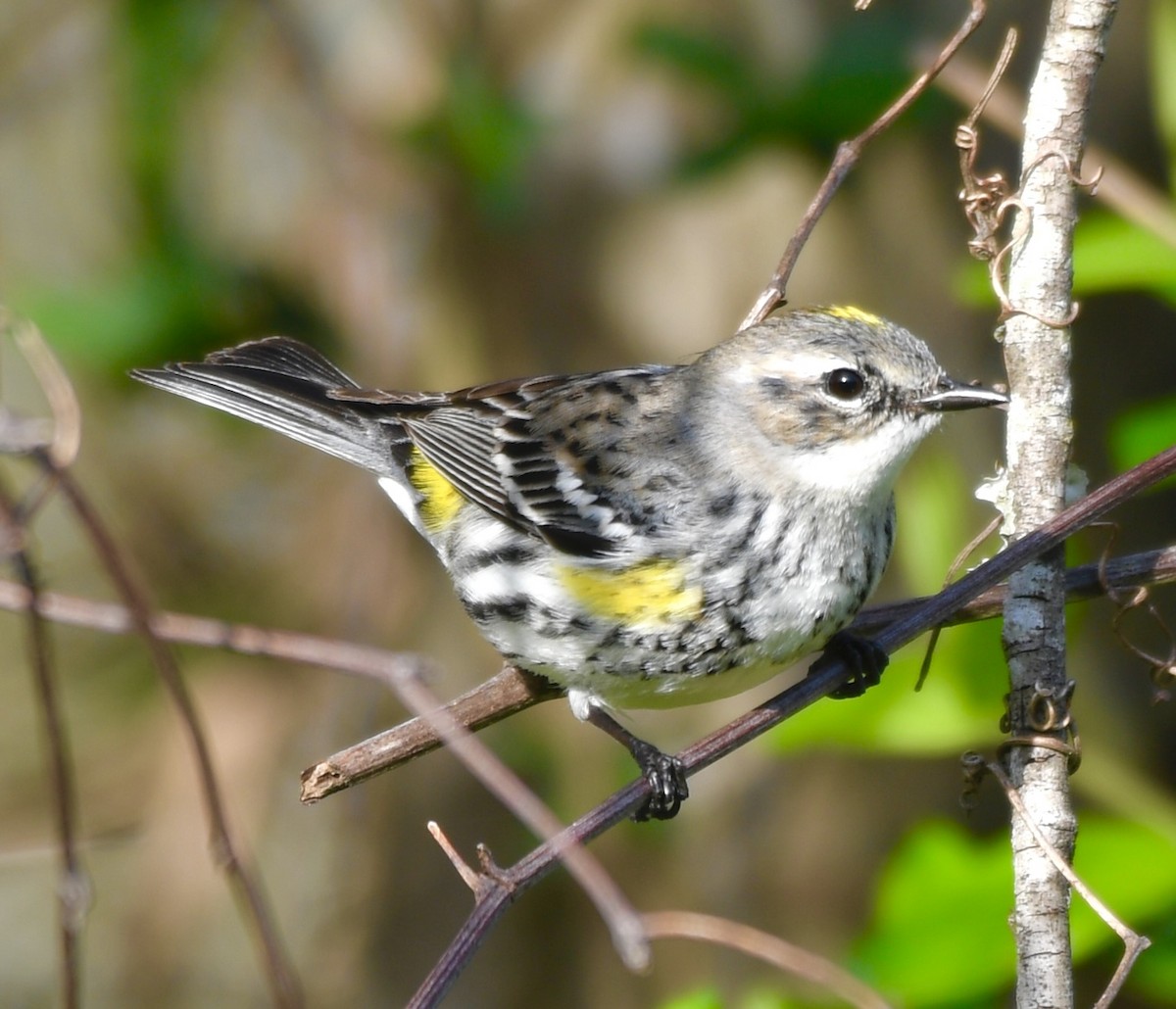 Yellow-rumped Warbler (Myrtle) - ML615974418