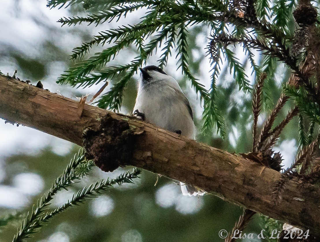 Dağ Baştankarası [montanus grubu] - ML615974432