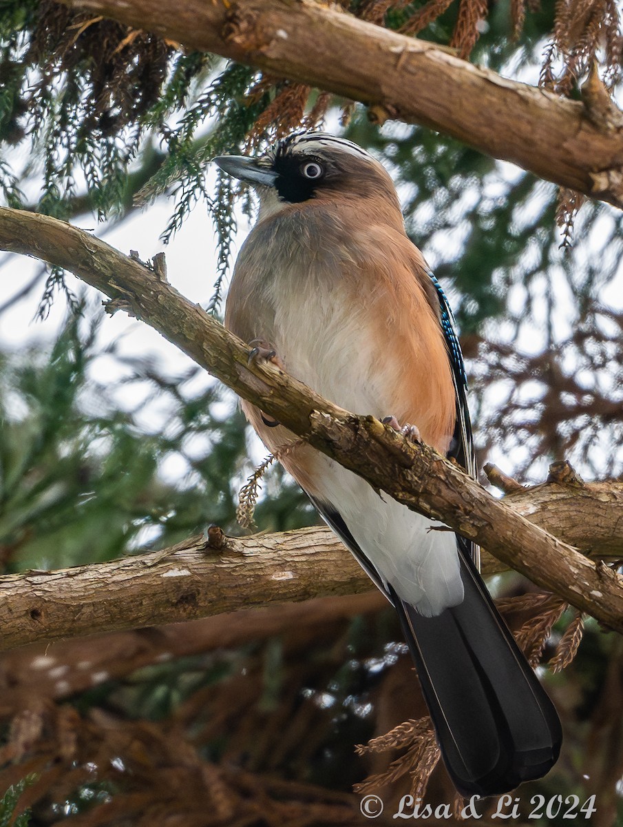 Eurasian Jay (Japanese) - ML615974437