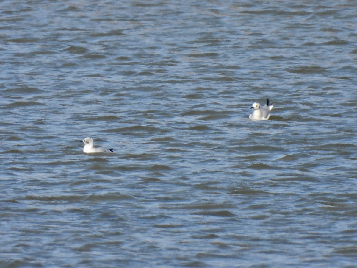 Bonaparte's Gull - ML615974500