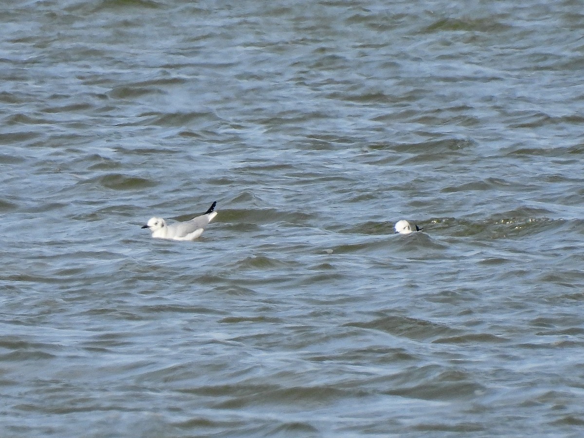 Bonaparte's Gull - ML615974526