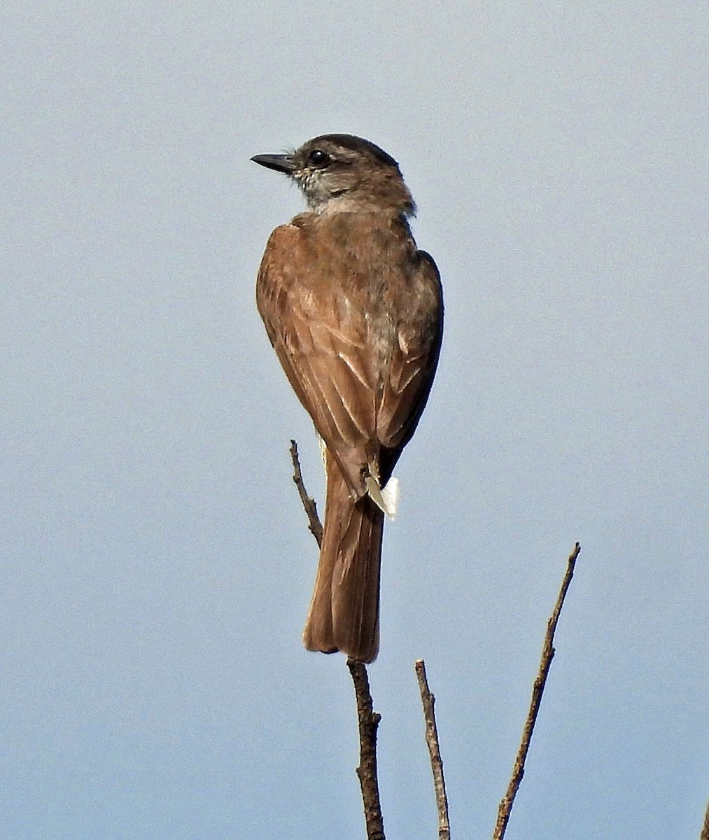 Siyah Taçlı Tiran - ML615974539