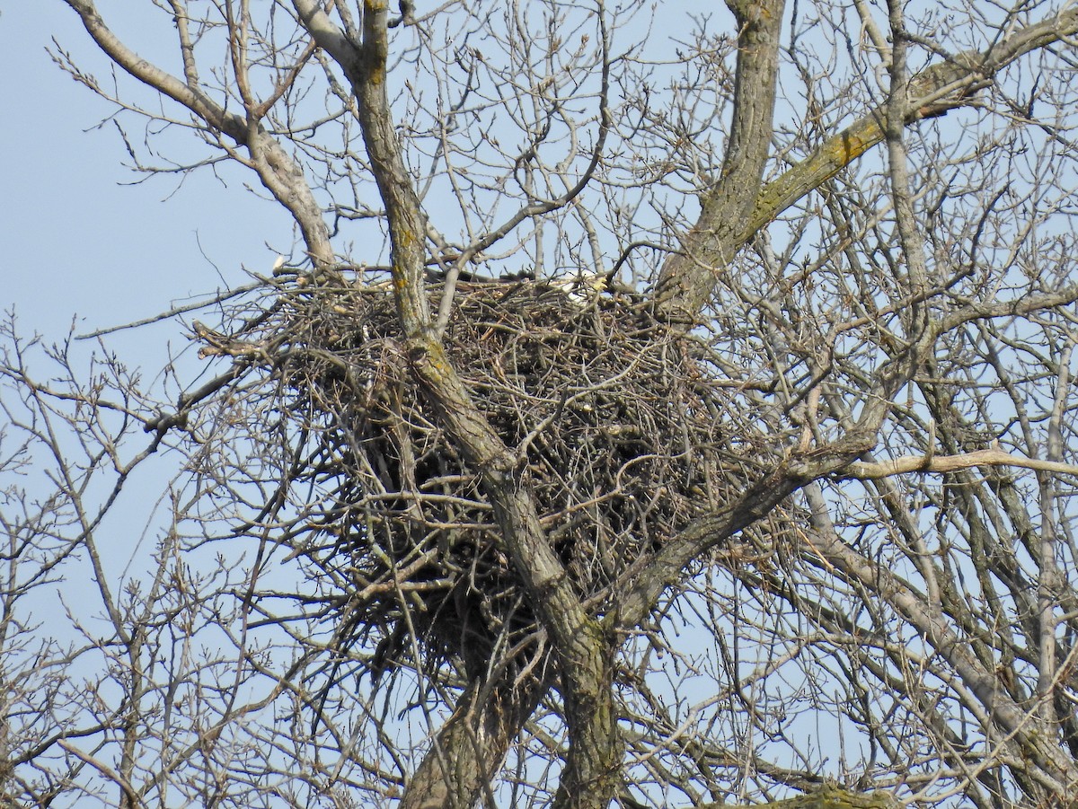 Weißkopf-Seeadler - ML615974543