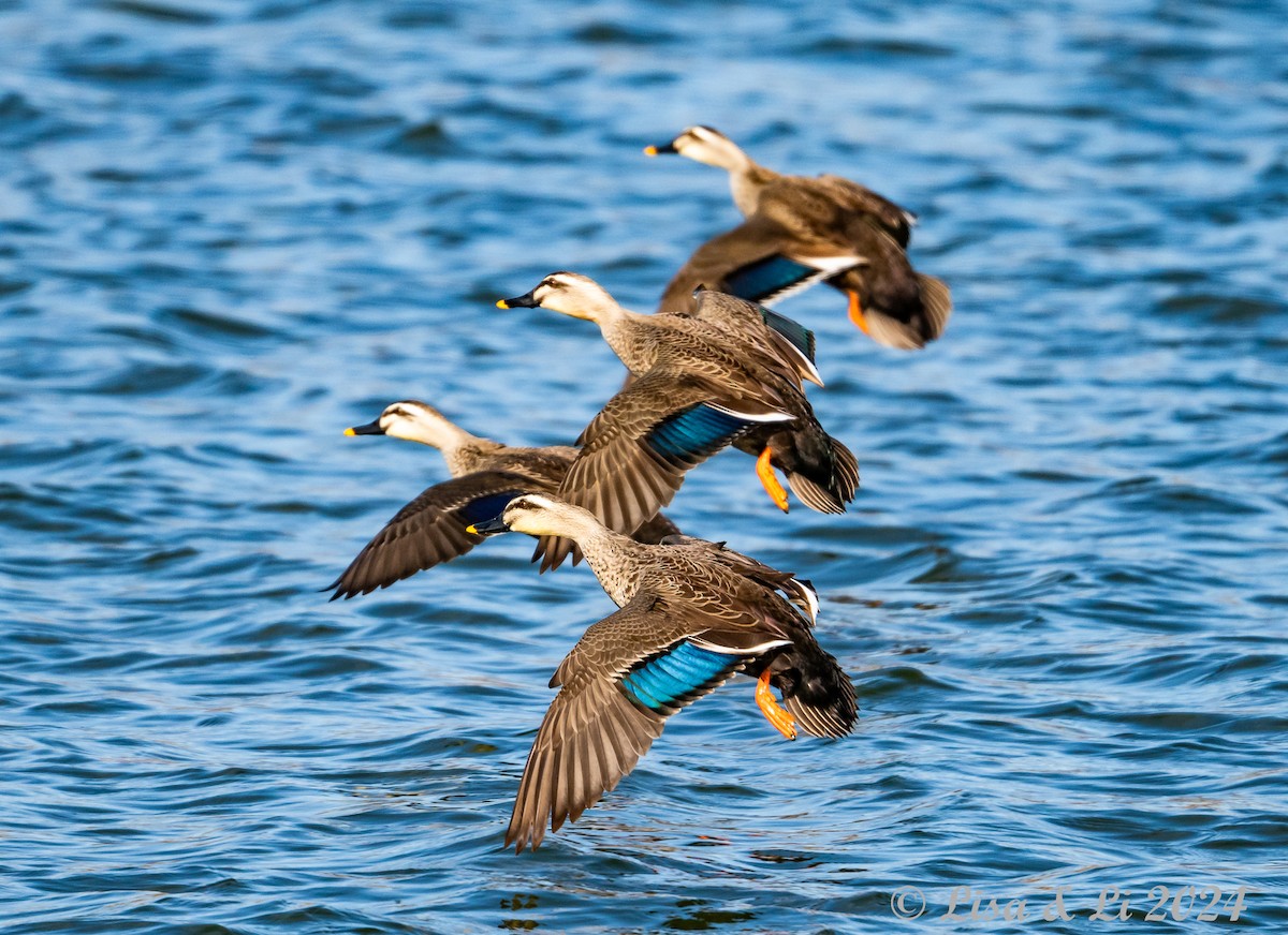 Eastern Spot-billed Duck - ML615974590