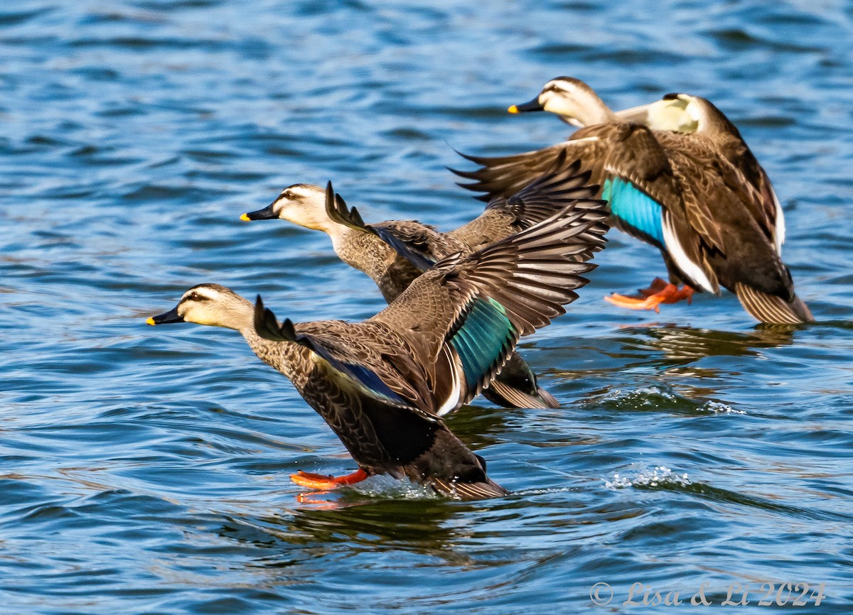 Eastern Spot-billed Duck - ML615974593