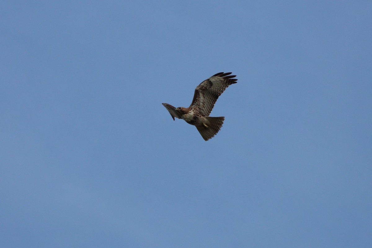 Red-tailed Hawk - ML615974619