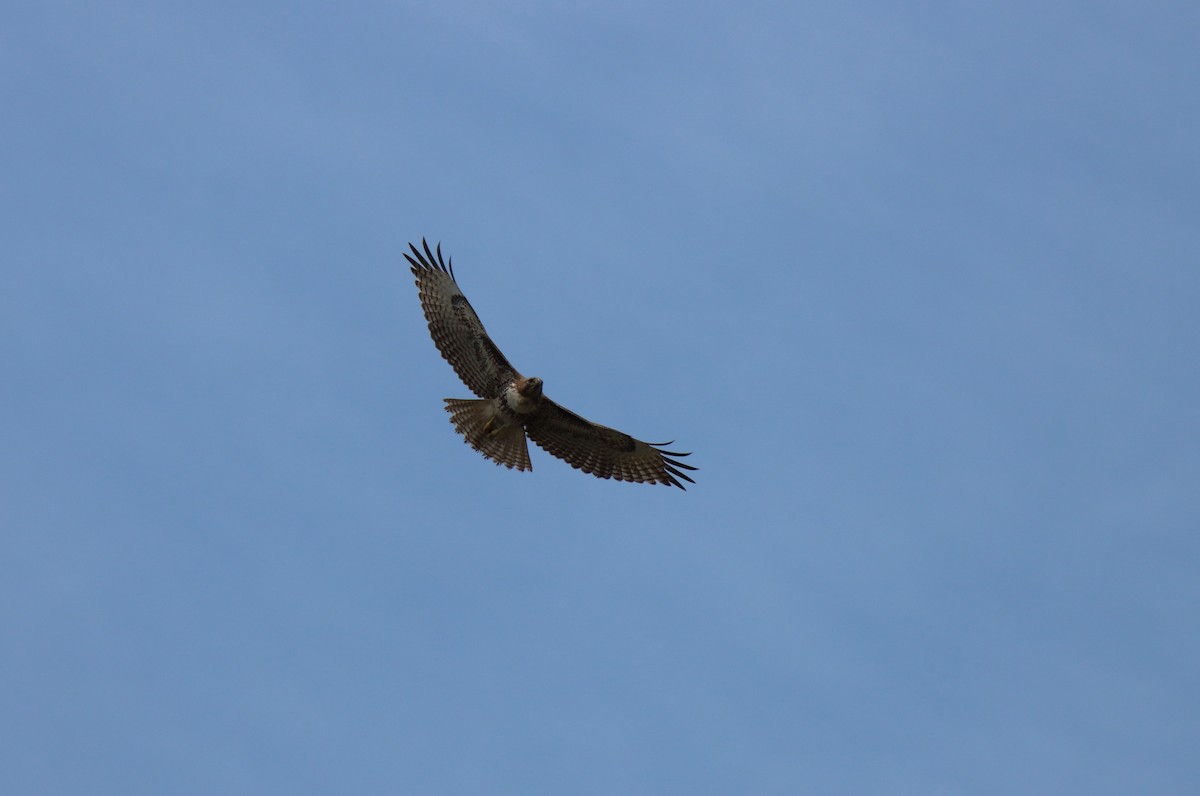 Red-tailed Hawk - ML615974621