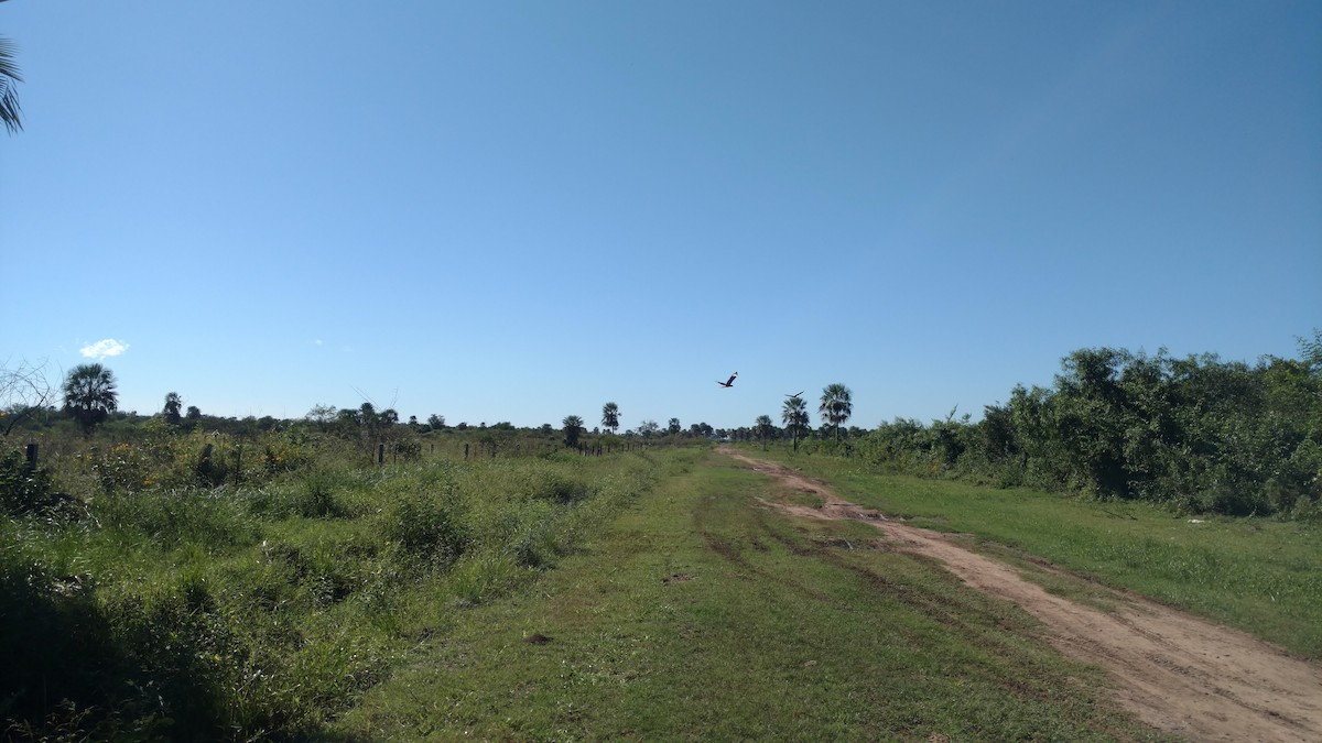 Caracara Carancho - ML615974659