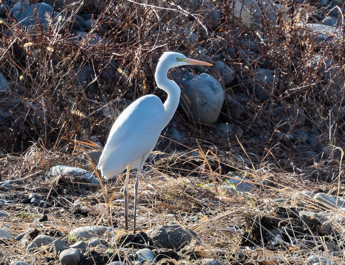 Great Egret (alba) - Lisa & Li Li