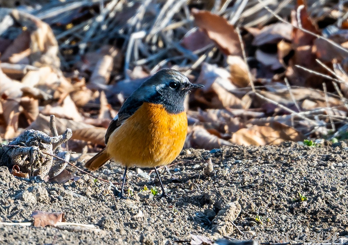 Daurian Redstart - ML615974723