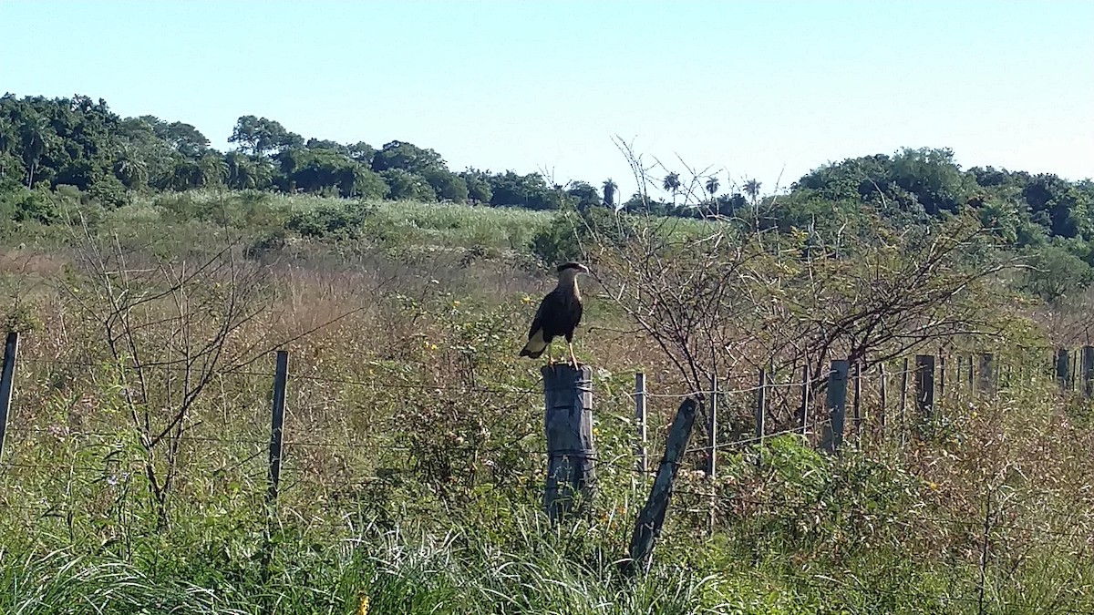 Crested Caracara - Brian Zylich