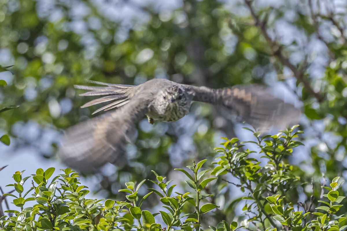 Tufted Tit-Spinetail - ML615974783