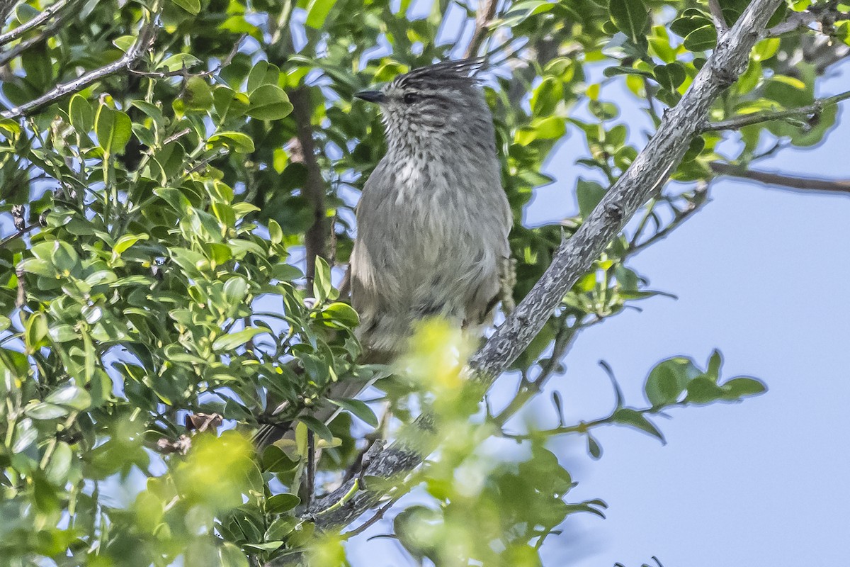 Tufted Tit-Spinetail - ML615974786