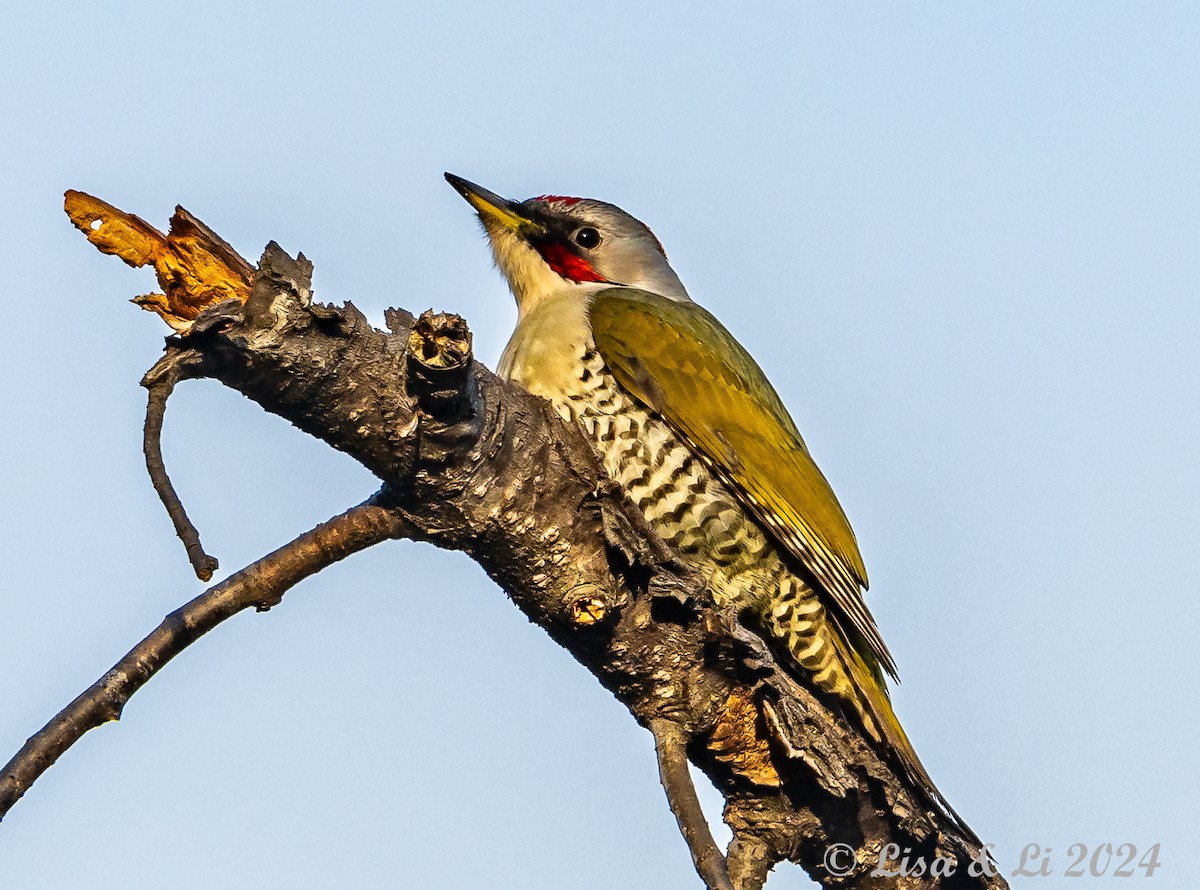 Japanese Woodpecker - ML615974790