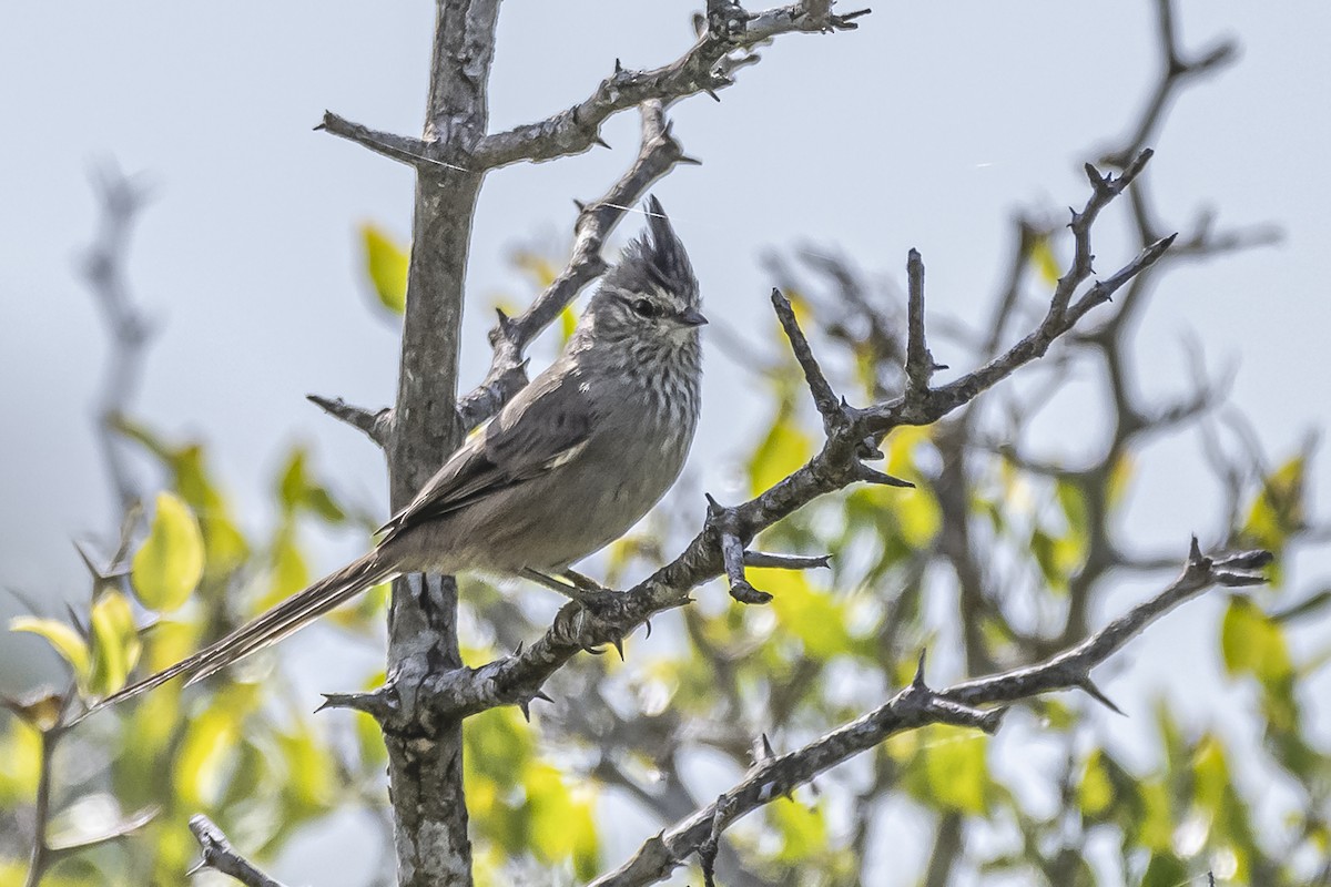 Tufted Tit-Spinetail - ML615974792