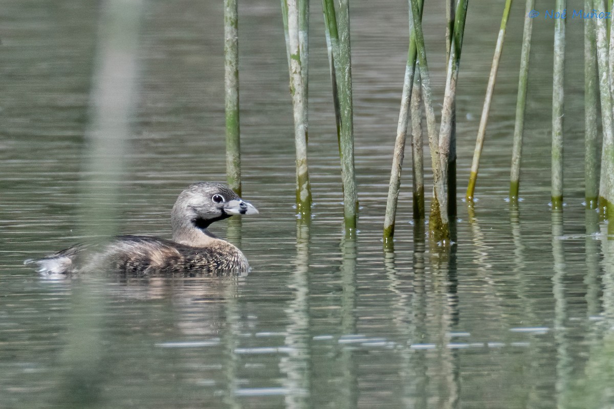 Pied-billed Grebe - ML615974797