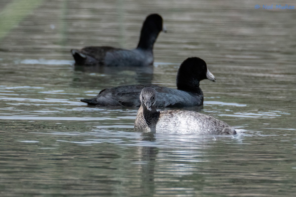 Pied-billed Grebe - ML615974800