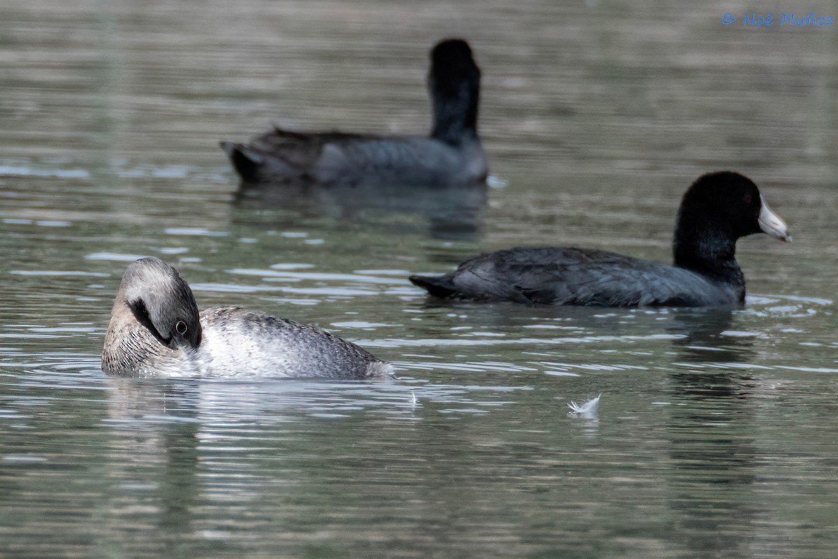 Pied-billed Grebe - ML615974801