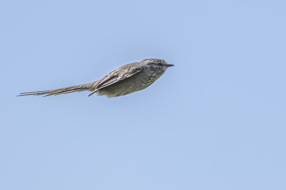 Tufted Tit-Spinetail - ML615974807