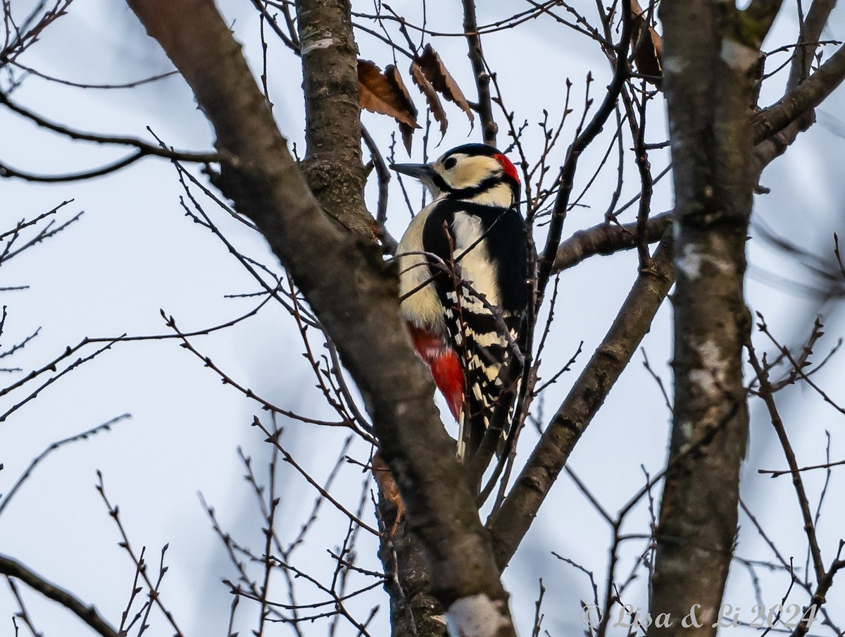 Great Spotted Woodpecker (japonicus) - ML615974808