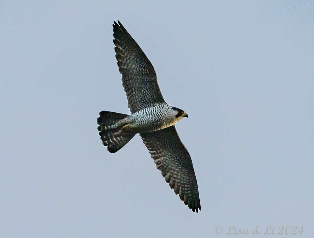 Peregrine Falcon (Eurasian) - Lisa & Li Li