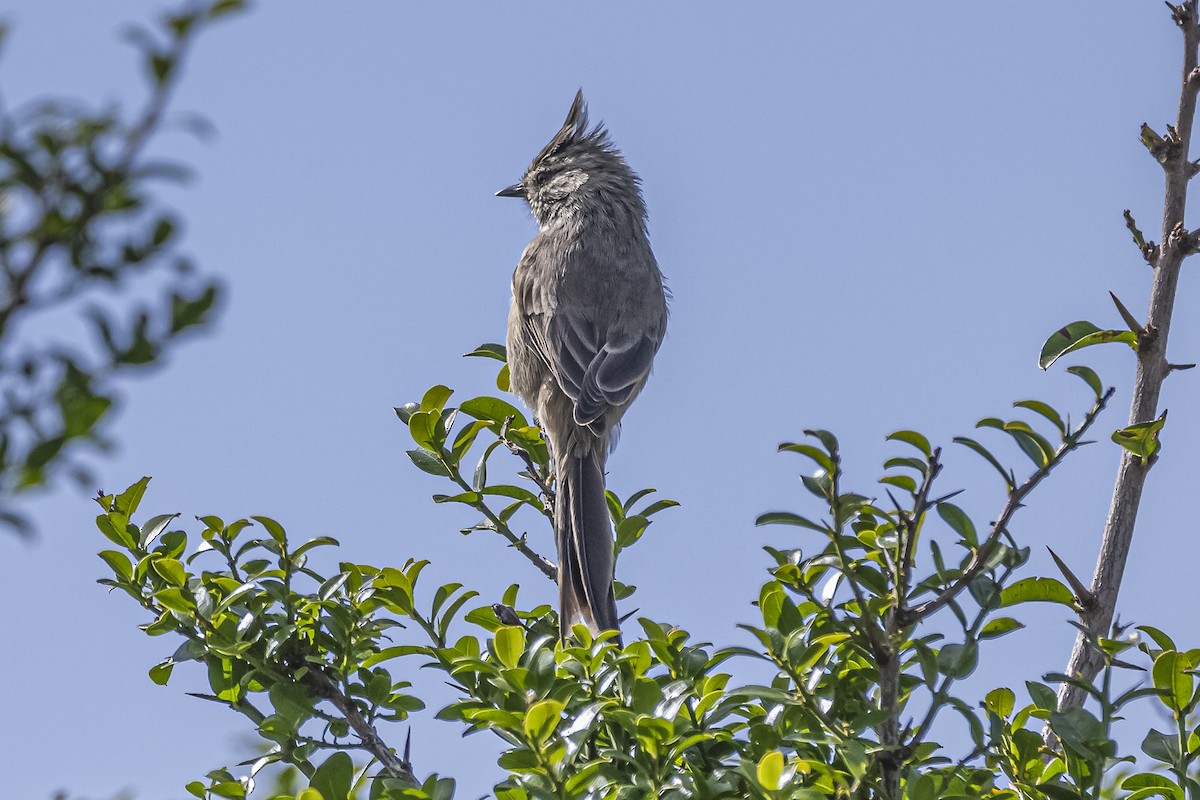 Tufted Tit-Spinetail - ML615974828