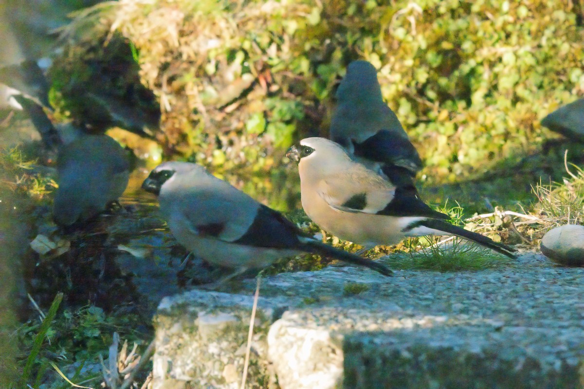 Taiwan Bullfinch - ML615974850