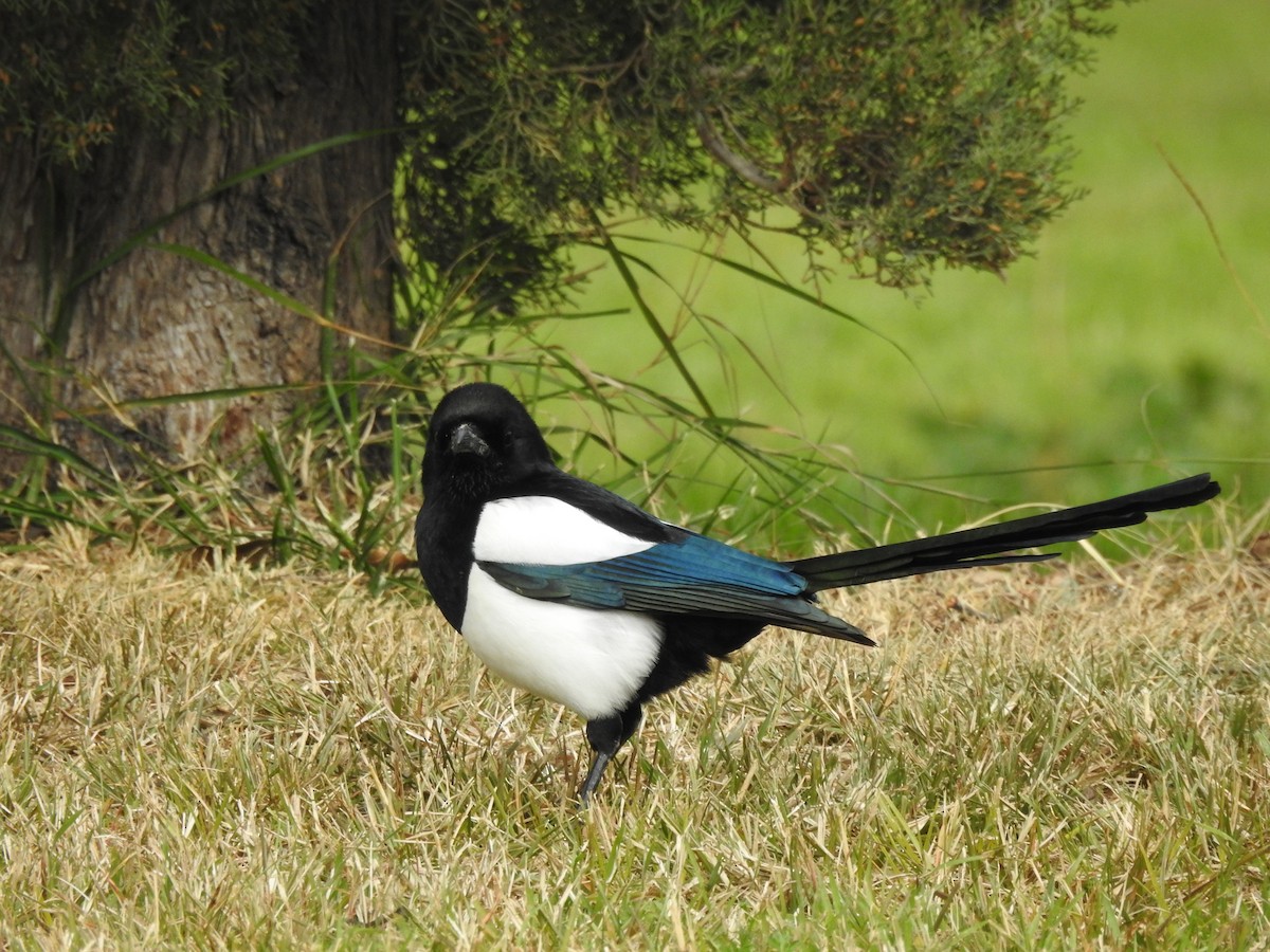 Eurasian Magpie - ML615974852